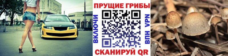 Галлюциногенные грибы Psilocybe  Дмитров 